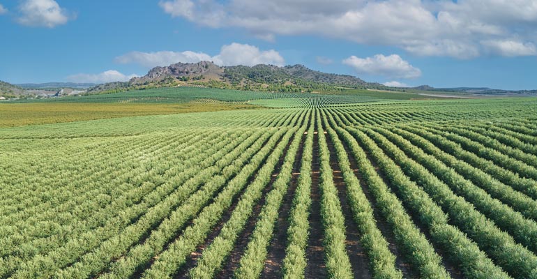 Acciona impulsa la eficiencia hídrica y energética en los regantes de El Picacho de Córdoba