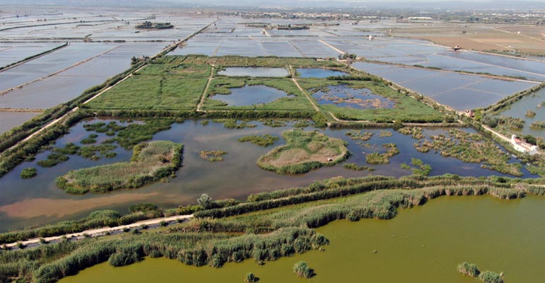 La Cátedra Aguas de Valencia confirma el impacto positivo de los humedales artificiales en la calidad del agua de L’Albufera