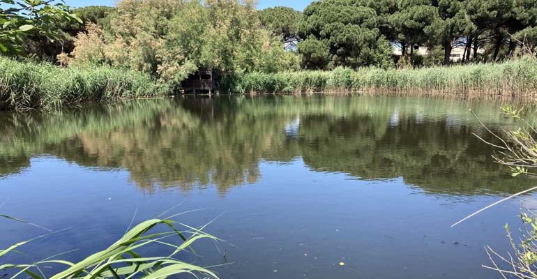 idaea-csic-humedales-depurar-aguas-residuales